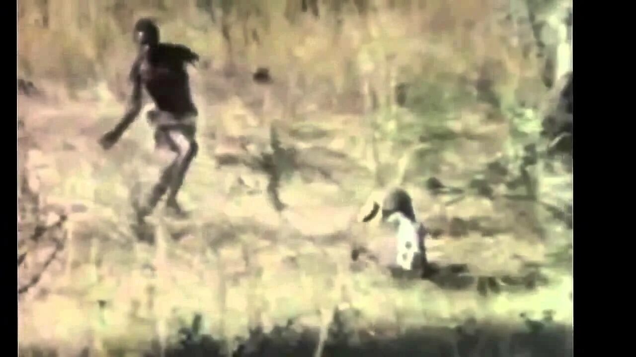 Обезьяны на кабане видео. Обезьяна катается на кабане. обезьяна убегает от обезьяны. человек-обезьяна охотится. мартышка на кабане.
