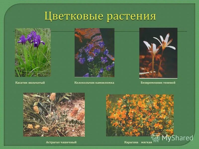 Какие растения встречаются в ставропольском крае. Растительность ставропольского края. редкие растения ставропольского края. травы ставрополья с картинками.