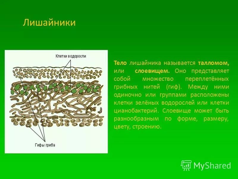 Роль водорослей в лишайнике