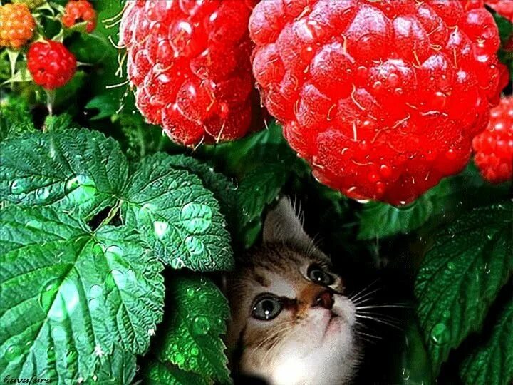 Коты ягоды