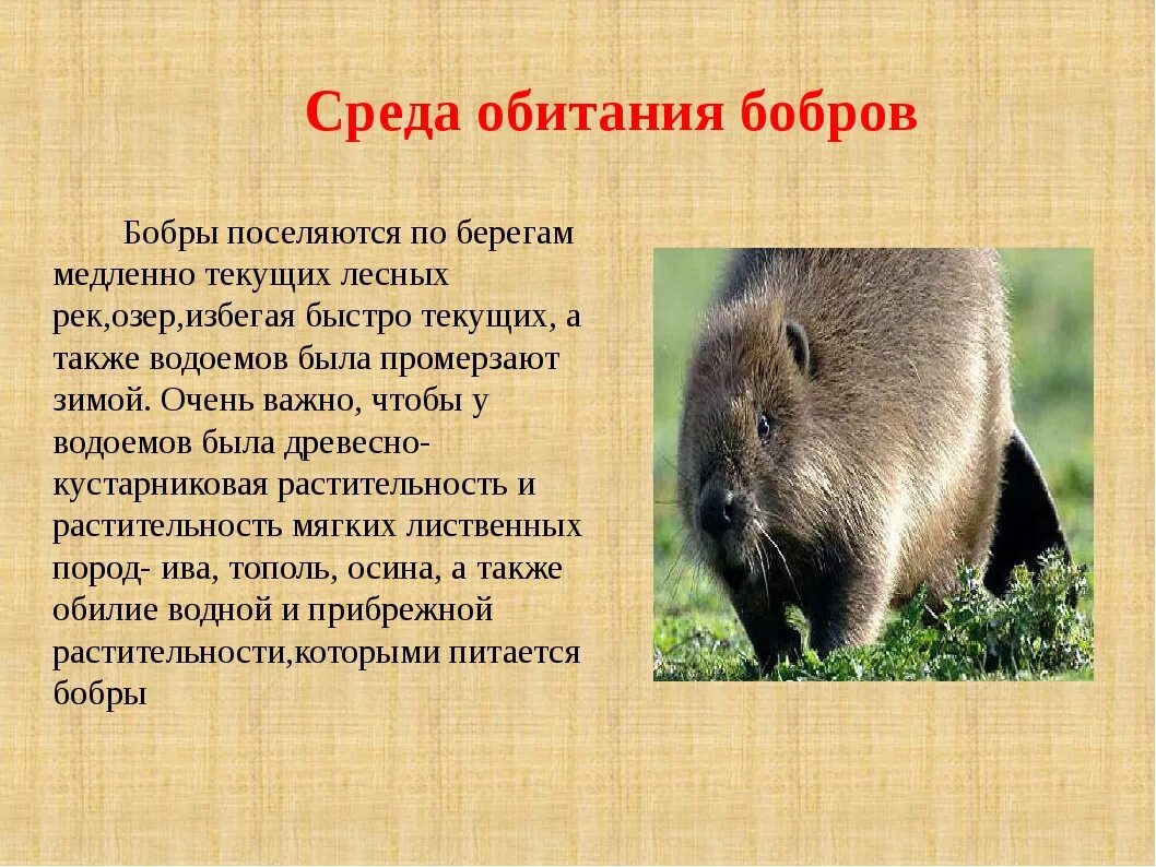 Бобр в какой природной зоне. Бобер среда обитания. Обитание Бобров. Среда обитания Бобров. Бобры место обитания.