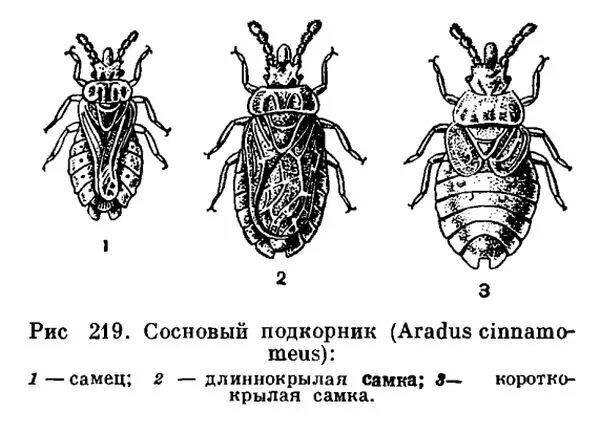 Имаго постельного клопа. Отряд клопы или полужесткокрылые. Постельный клоп самка и самец строение. Строение полужесткокрылых. Основные части клопа постельного.