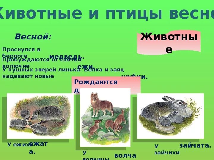 Что делают животные весной. Поведение животных весной. Жизнь животных весной для детей. Животные весной презентация. Звери просыпаются весной.