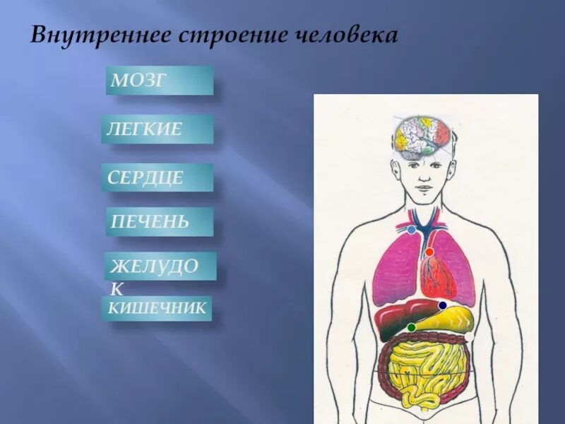Окружающий мир строение человека 2 класс картинки. Строение тела человека. внутренние органы человека. строение органов человека. внутреннее строение тела человека.