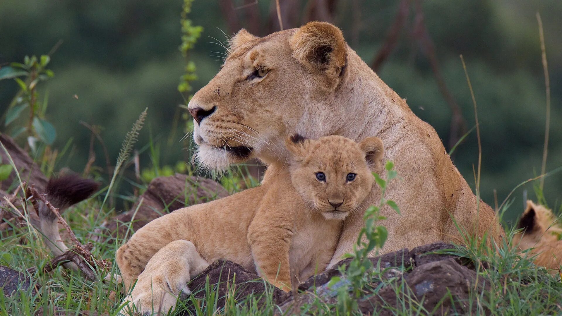 львица зури и ее малыш. лев львица и 3 львенка. лев и львенок. львица фото. львица со львятами.