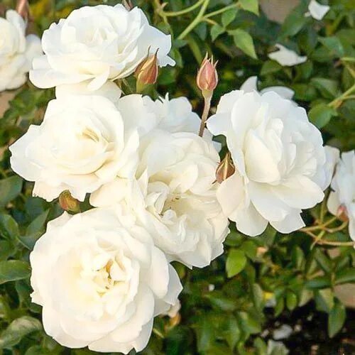 Галерея - White Morsdag (Morsdag Alba, Morsdag Wit, Muttertag Weiss, White Mothe