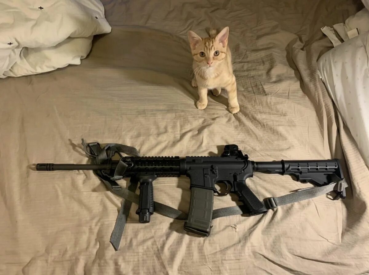 Кот автомат видео. Кот автомат видео. Kot s avtomatom. Автомат из кота. Кот с пистолетом.