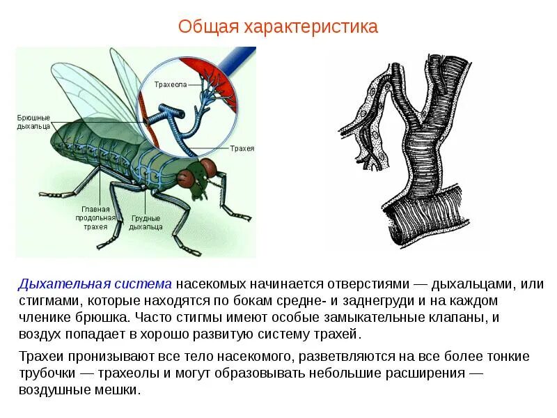 Насекомое трубочка. Дыхальца и трахеи насекомых строение. Из чего состоит дыхательная система насекомых. Органы дыхания трахеи у насекомых. Тема проекта дыхательная система у насекомых.