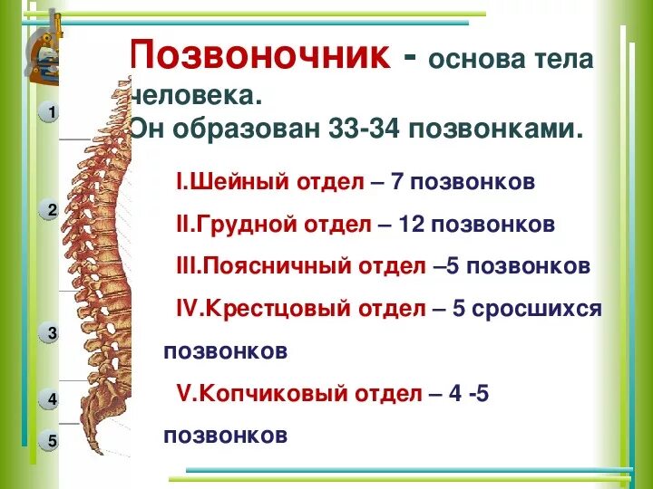 Отделы спины. Отделы позвоночника биология 8 класс. Позвонки отделов позвоночника биология 8 класс. Отделы позвоночника число позвонков. Строение позвоночника сзади у человека.