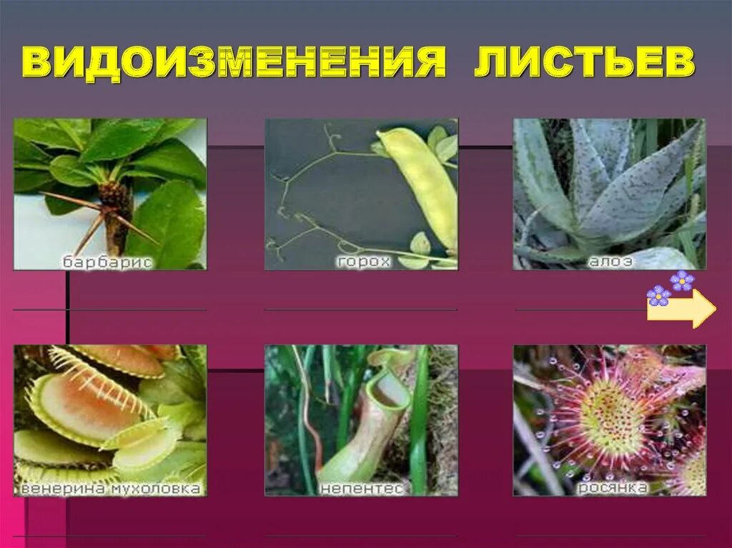 Видоизмененные листья и корни. Метаморфозы листа растений. Растения с видоизмененными листьями. Видоизменения листьев. Видоизмененные листья растений.