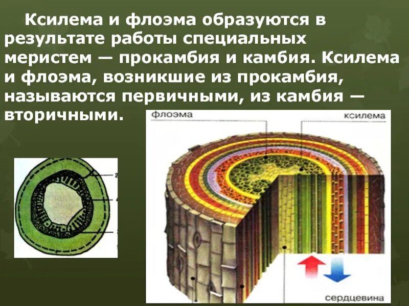 Что такое ксилема. Ксилема и флоэма образовательные ткани. ткани растений ксилема флоэма. ксилема и флоэма это ткани. ксилема флоэма егэ.