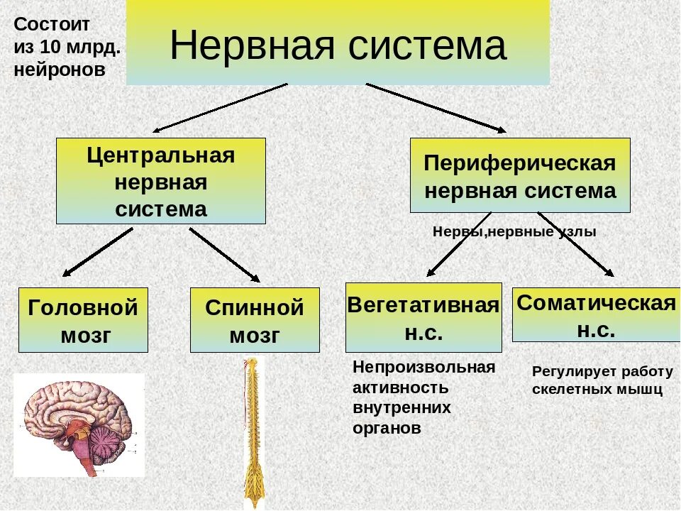 Структура периферического отдела