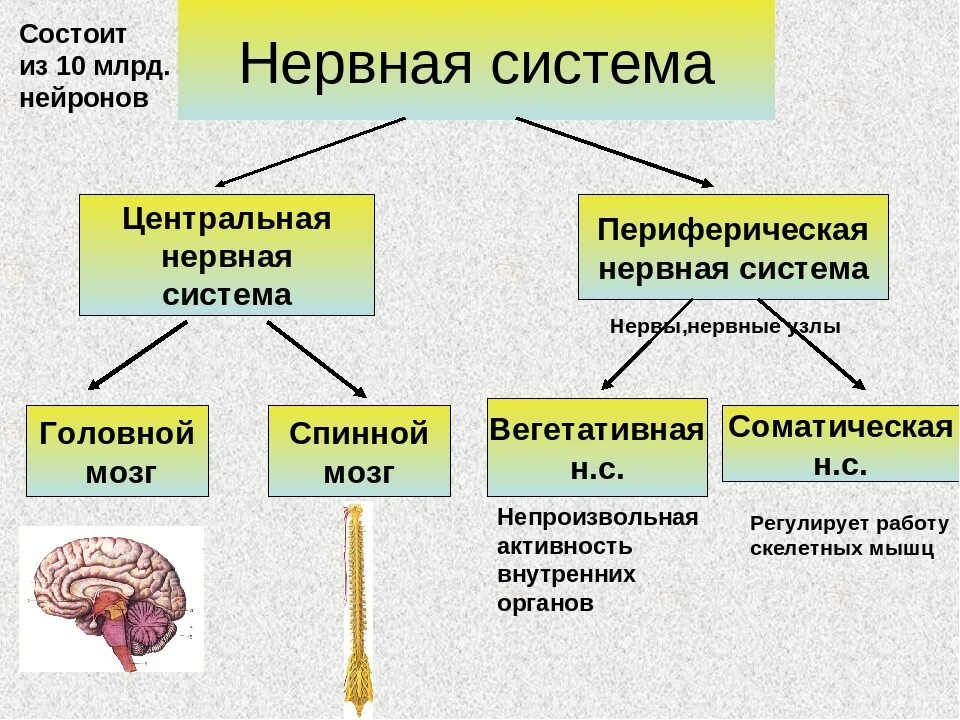 Частью каких систем является человек. Нервная система из чего состоит схема. Основные отделы центральной нервной системы человека схема. Нервная система ЦНС И ПНС схема. Схема центральной и периферической нервной системы с отделами.