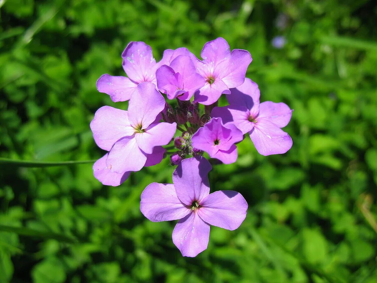 Флокс вечерница. Вечерница ночная фиалка. Вечерница ночная фиалка (Hesperis matronalis). Вечерница Матроны (гесперис)..