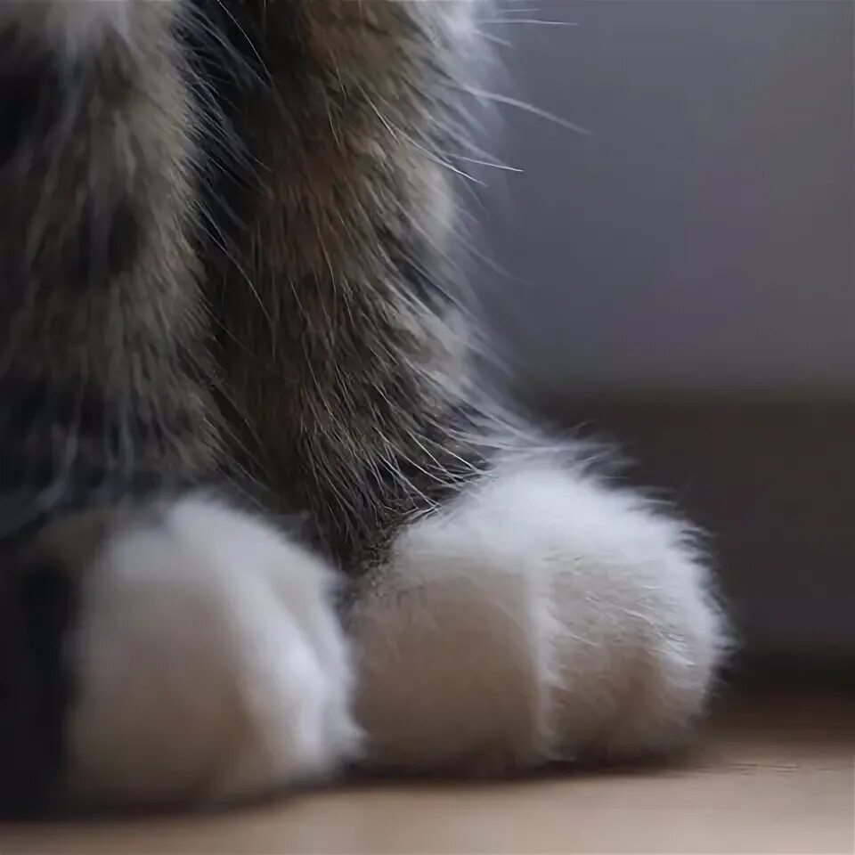 Похож на мохнатую кошачью лапку
