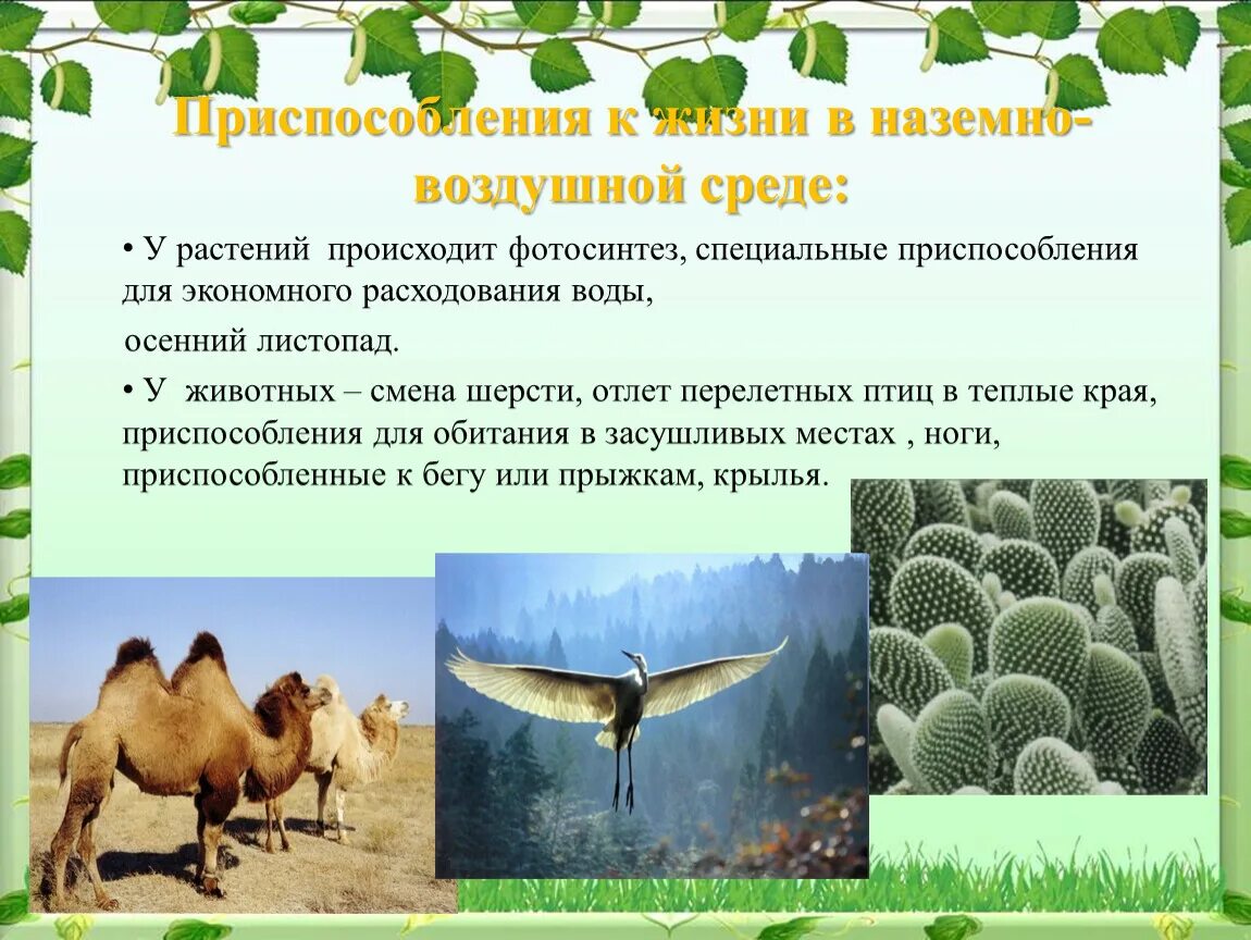 Условия необходимые для жизни организмов. Адаптация растений к наземно-воздушной среде. Приспособления к наземно-воздушной среде обитания. Приспособленность растений к наземно воздушной среде обитания. Приспособления растений к наземно-воздушной среде обитания.