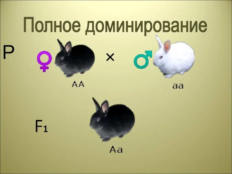 Основные типы доминирования