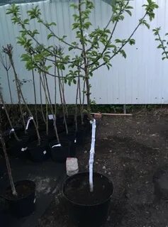 Реанимировать саженец