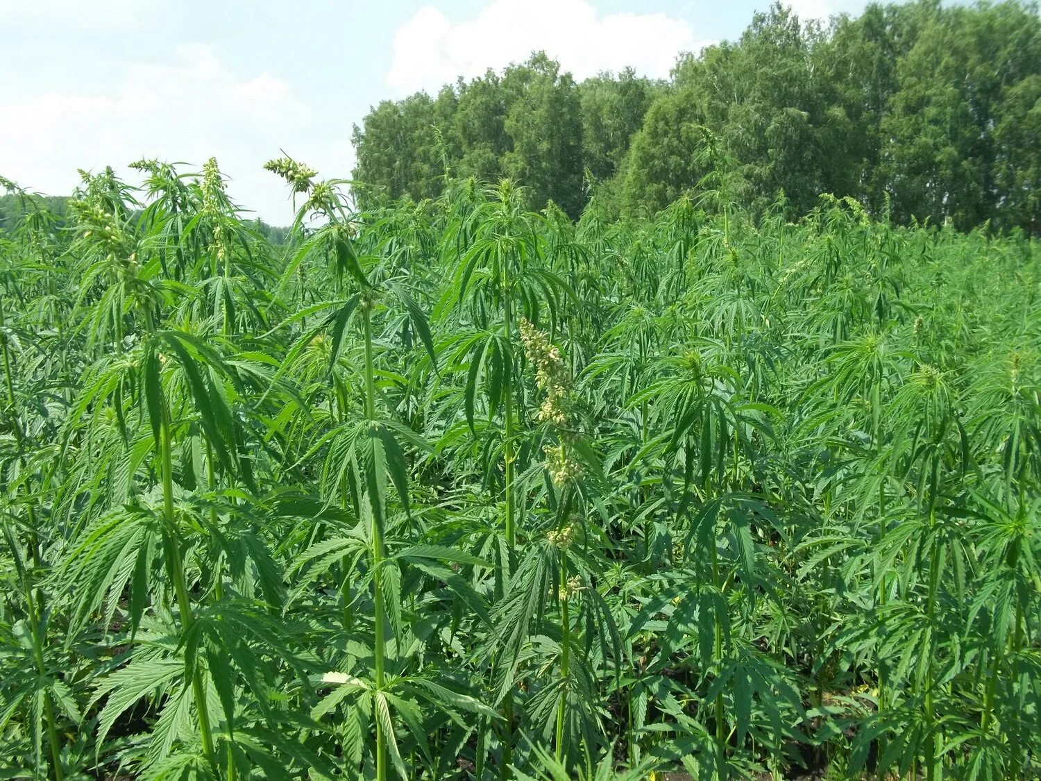 конопля сорная (cannabis ruderalis). дика дичка что означает. дика дичка что означает. дичка рудералис. дика дичка что означает.