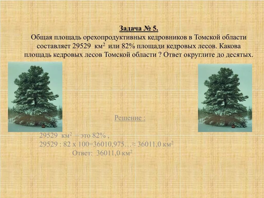 Кедровый лес Томская область. Какова площадь Томской области. Кедровый Томская область площадь. Базойский кедровник. Погода кедровый томская область на 10 дней