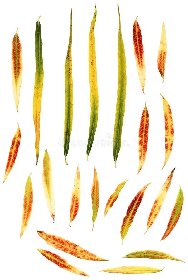 Weeping Willow Leaves - Barbara Sammons Weeping willow, Willow leaf, Leaves