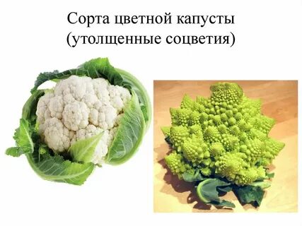 Соцветие капусты