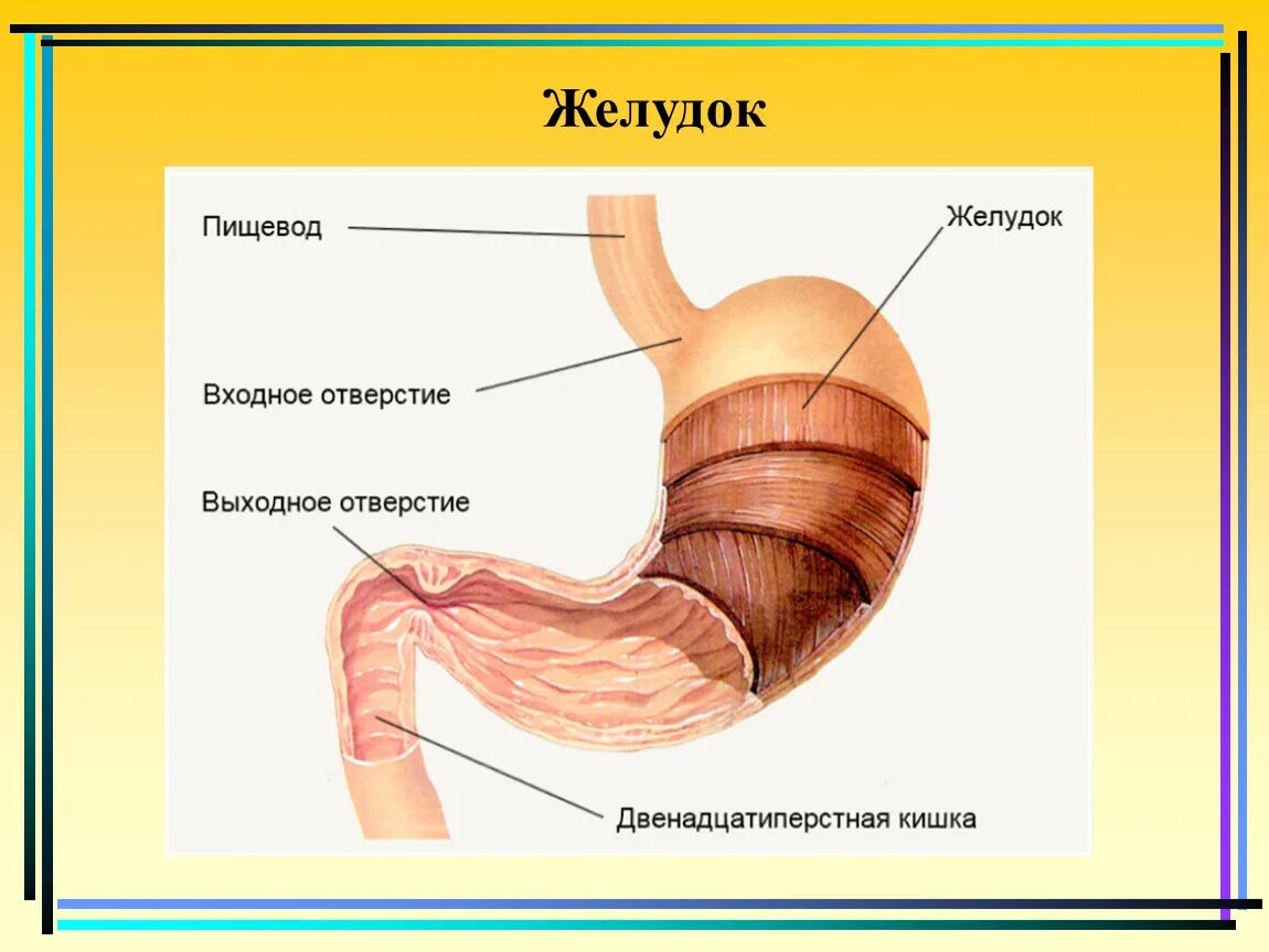 Части органа желудка. Желудок строение и функции анатомия. Строение желудка человека анатомия схема. Желудок человека строение рисунок. Анатомические структуры желудка.