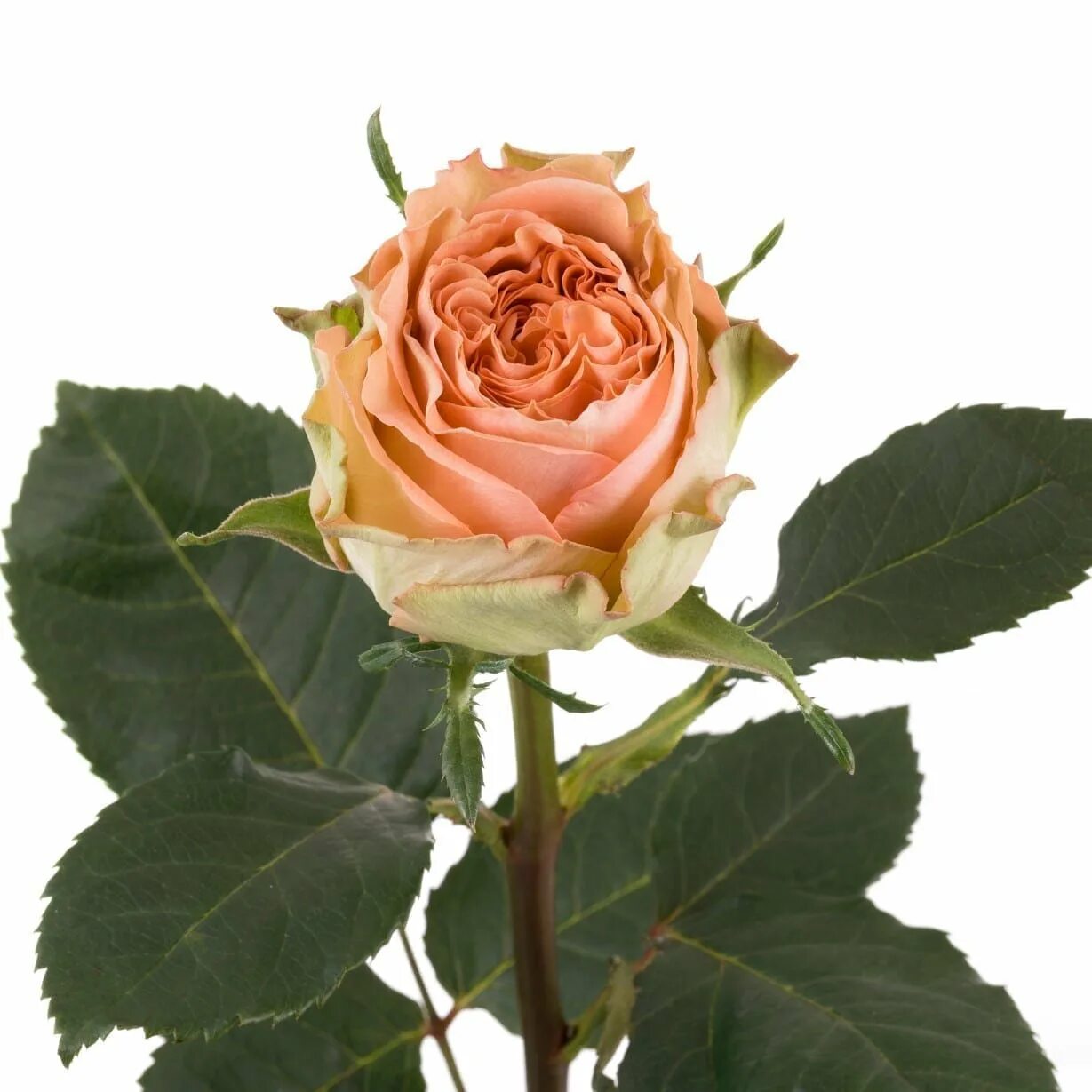 Роза одноголовая country sun эквадор. Княжик country rose. Роза флорибунда кантри герл. Роза эквадор роза гарден. Пионовидная роза кантри хоум.