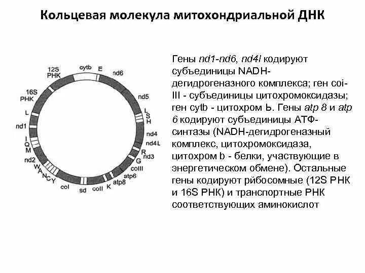 Форма кольцевой днк. Митохондриальная ДНК схема. Митохондриальная ДНК человека. Строение митохондриальной ДНК. Митохондриальная ДНК функции.