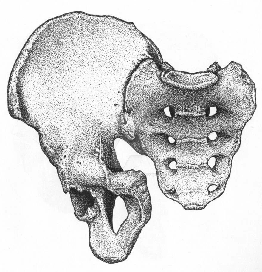 Тазовые кости скелета человека. Скелет таза. Тазовые кости. Тазовая кость. Человеческий таз скелет.