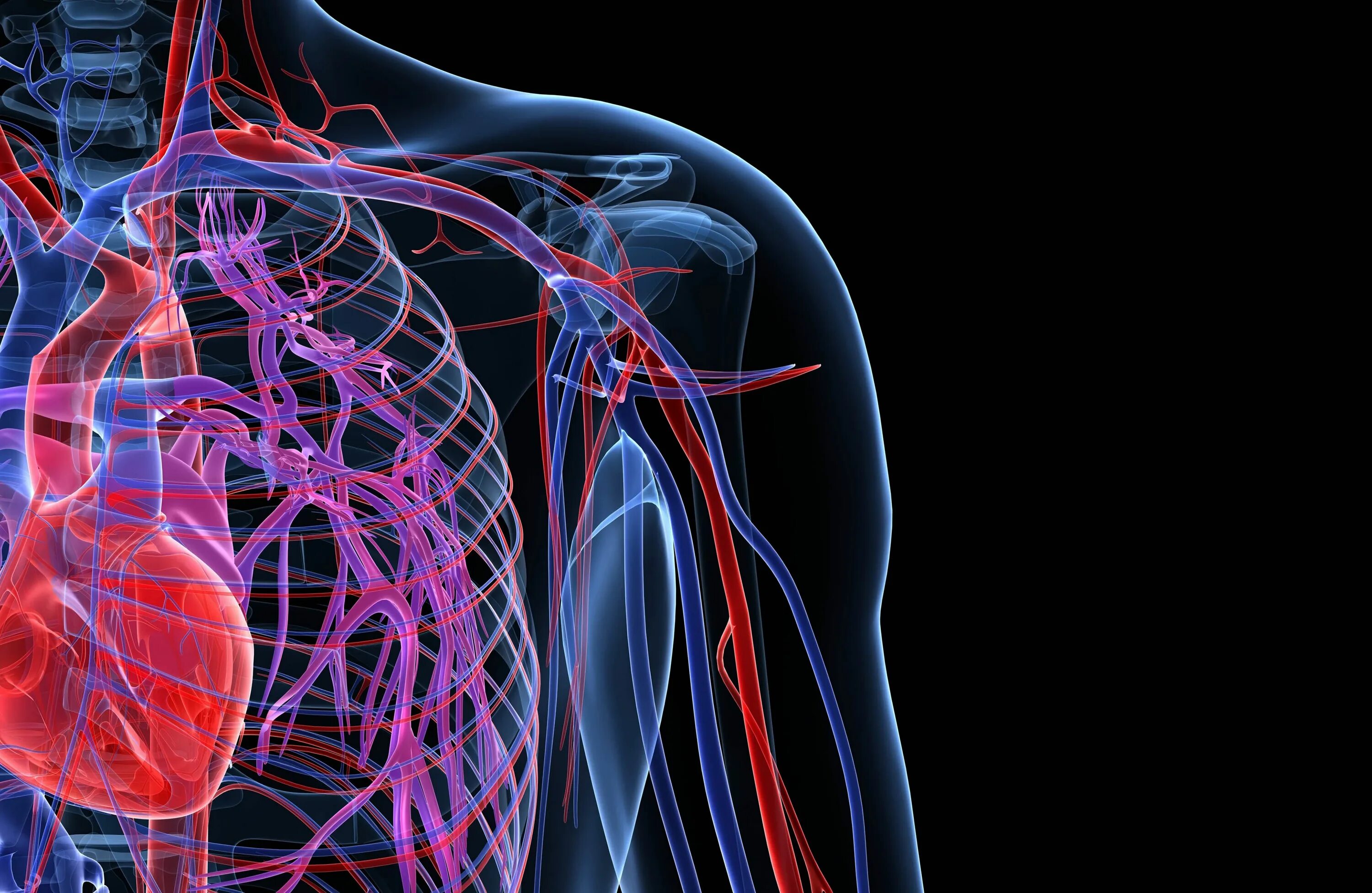 Cardiovascular system. Сосуды сердца. Кровеносная система фото. Здоровые сосуды.