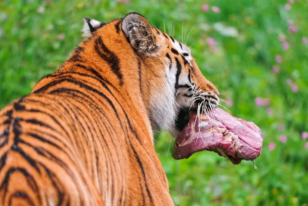 девушка тигрица.