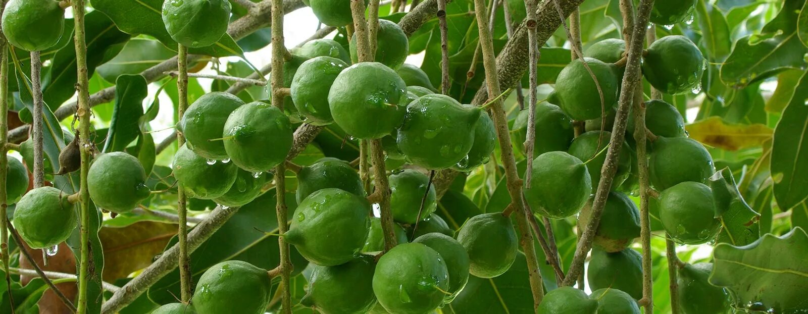 В каких странах растет макадамия. Макадамия орех дерево. Macadamia ternifolia. Макадамия Австралия дерево. Цветущая макадамия.