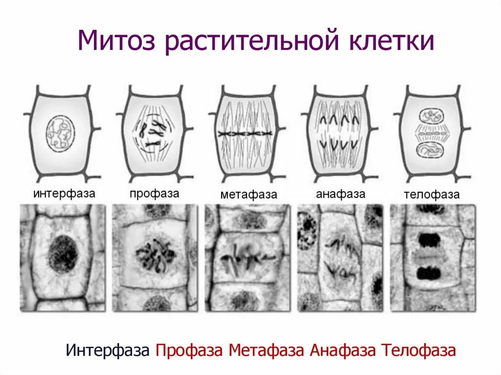 Особенности деления клеток животных. Фазы митоза схема. Митоз растительной клетки. Митоз растительной клетки схема. Фазы митоза у растений.