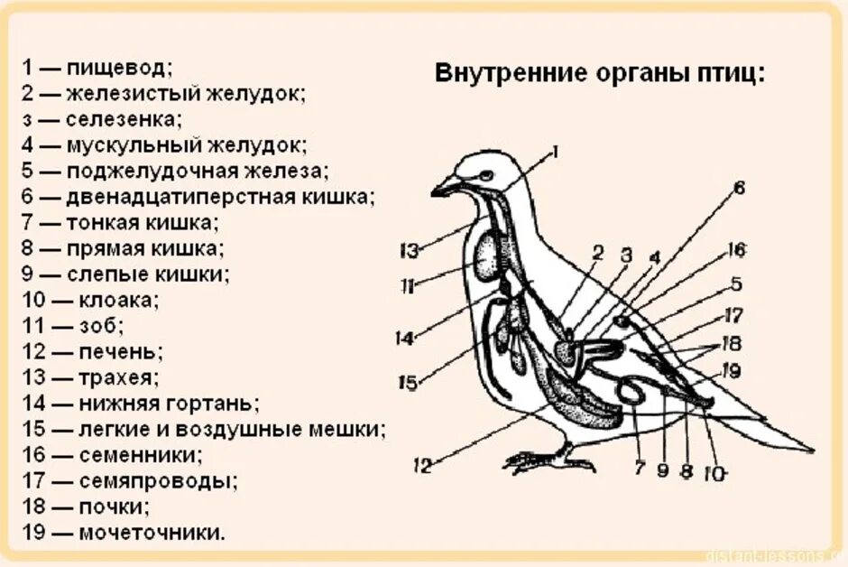 Название органов птиц