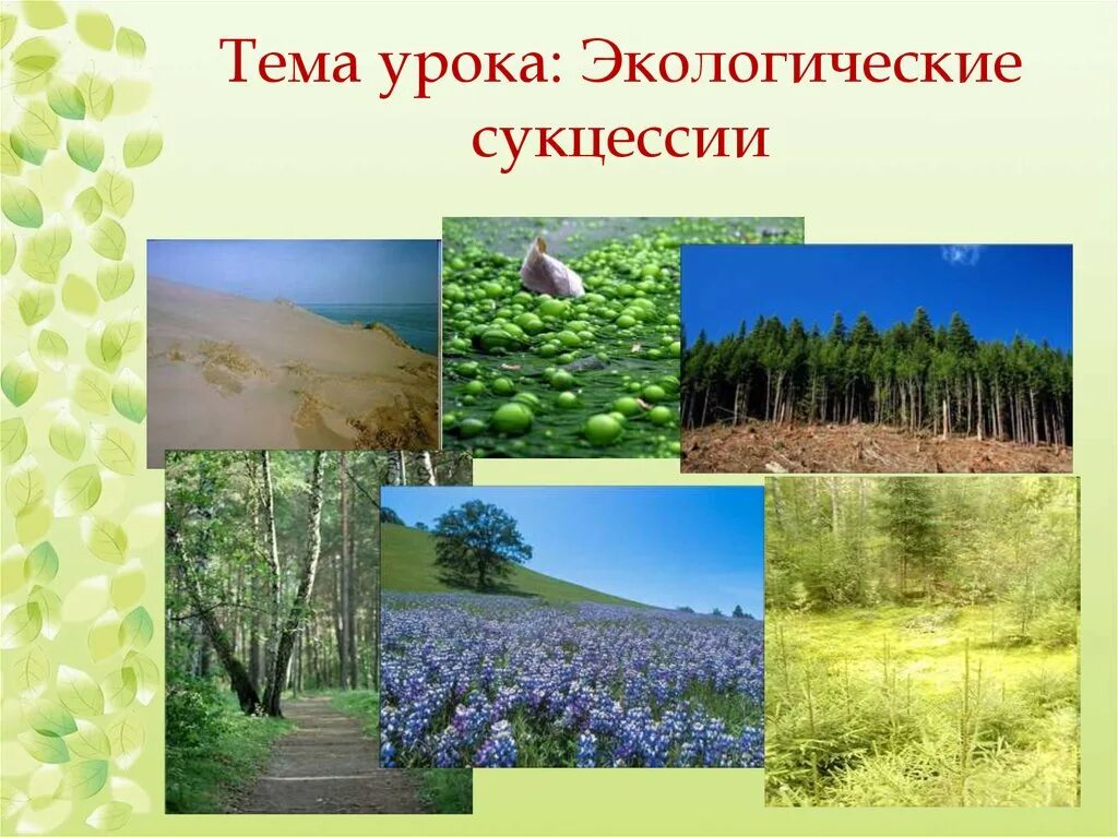 Что запускает экологическую сукцессию