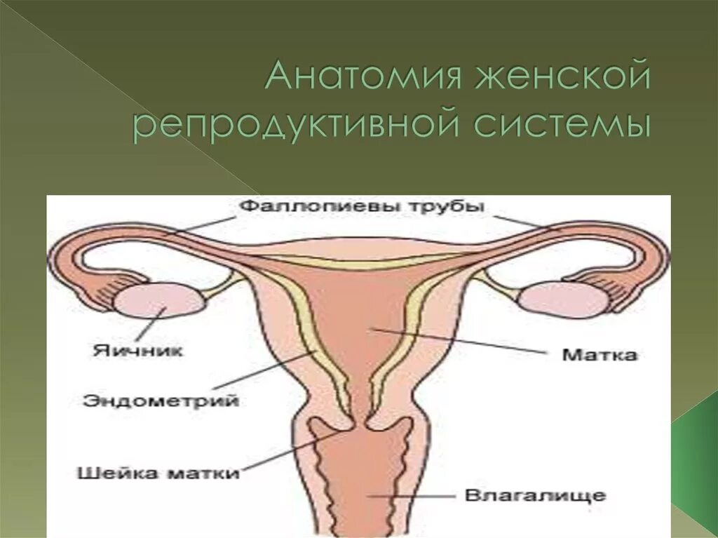 Женская репродуктивная система. Анатомия репродуктивной системы. Репродуктивная система женщины схема. Анатомия женской половой системы.