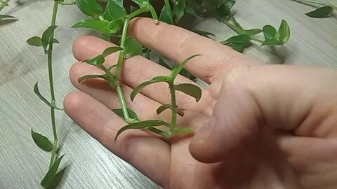 Традесканция как размножить черенками