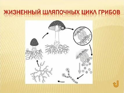 Грибы и растения размножаются спорами