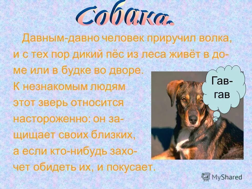 Я приручила бешеную собаку бывшего мужа 57. Собаки, приручившие человека. Она и зверь. Я приручила бешеную собаку бывшего мужа 57. Зак эфрон счастливчик фото.