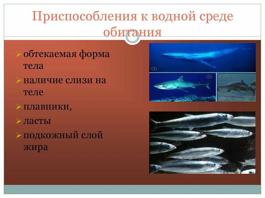 Приспособление живых организмов в океане. Приспособлени як водной среед. Приспособления к водной среде обитания. Приспособленность к водной среде. Приспособление организмов к водной среде.