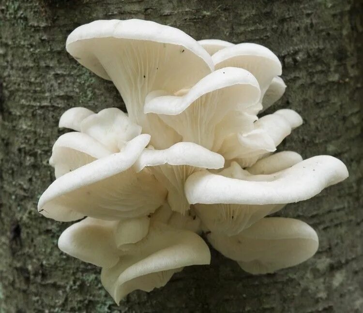 Вешенка абалоне. Вешенка Королевская. Вешенка рожковидная Pleurotus cornucopiae. Вешенка беловатая. Вешенка часов