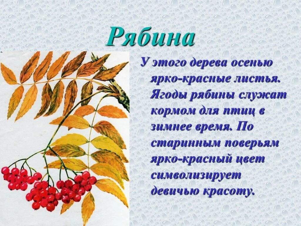 Рябина это небольшое ветвистое деревце растущее. Презентация на тему рябина. Рябина для презентации. Рябина описание. Рябина для дошкольников.