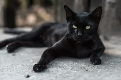 Черный приняли