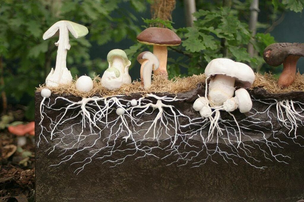 Мицелий гриба растет только первые. Грибница мицелий. Грибница или мицелий это. Мицелий грибов грибница. Мицелий белых грибов.