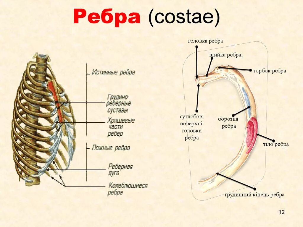 Ребра анатомия Синельников. 1 Ребро анатомия. Ребра costae. Первое ребро анатомия человека. Левое и правое ребро