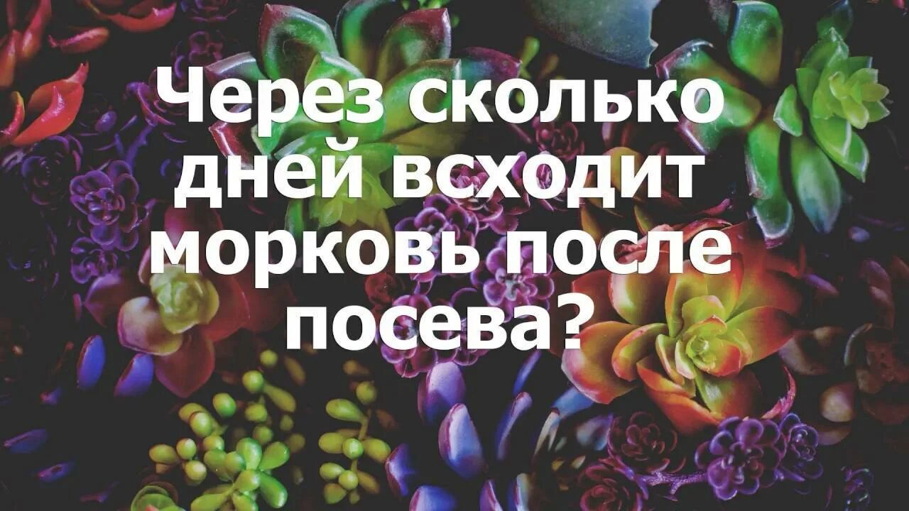 Через сколько всходит морковь после посадки. Через сколько дней всходит морковь. через сколько дней сходить морковь. через сколько всходит морковка.