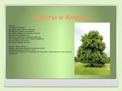 Листы и корни год