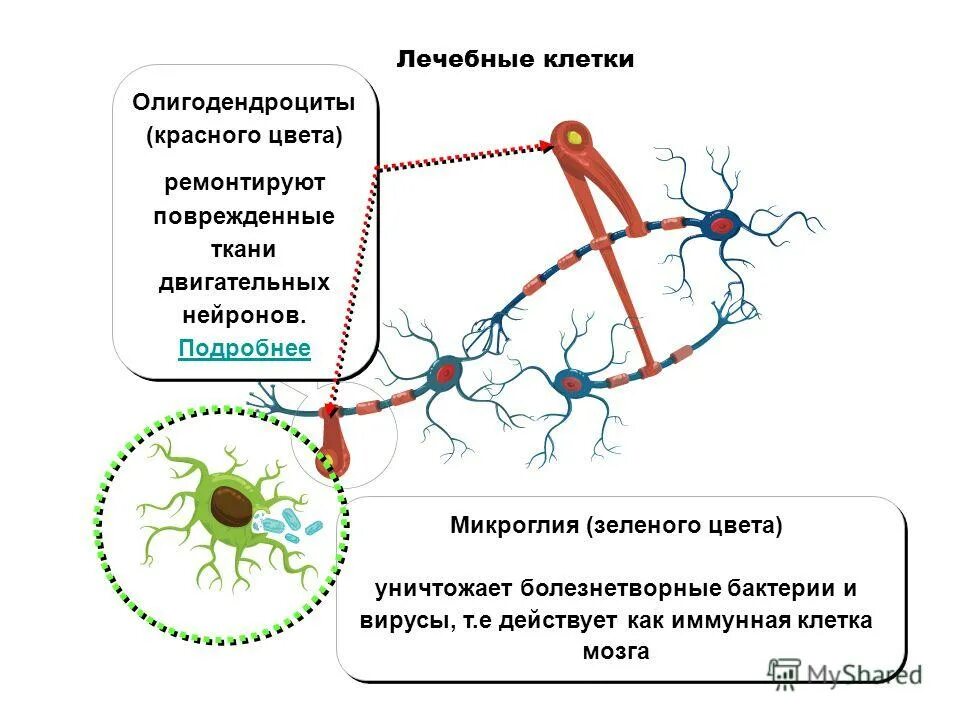 Иммунные клетки мозга