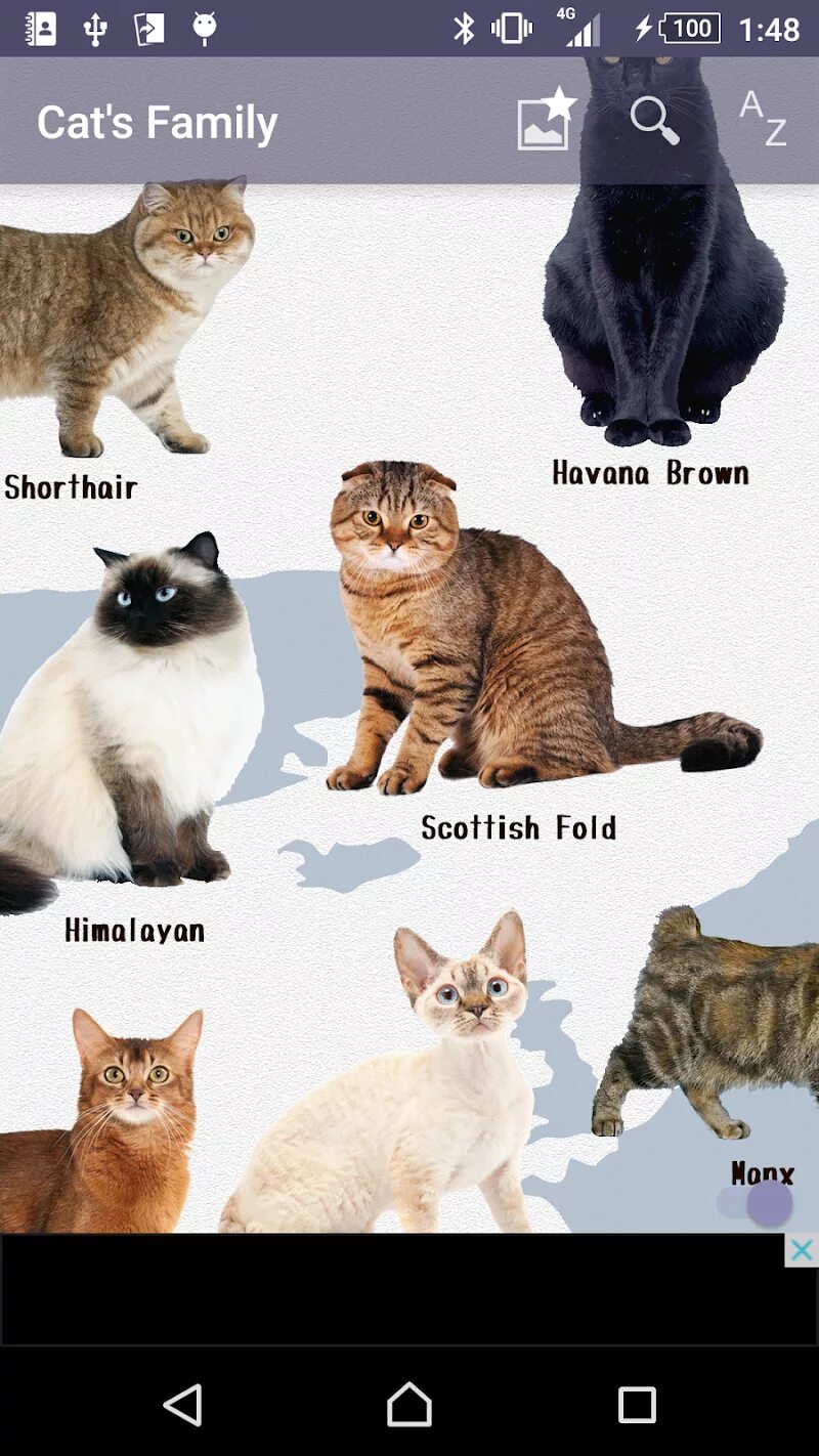 Как отличить породистого. Разные породы кошек. Породы всех кошек. Список пород кошек. Породы кошек с описанием.
